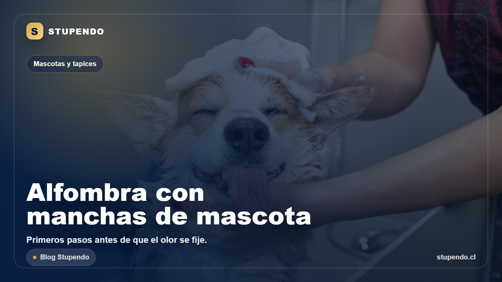 Alfombra con manchas de mascota: primeros pasos