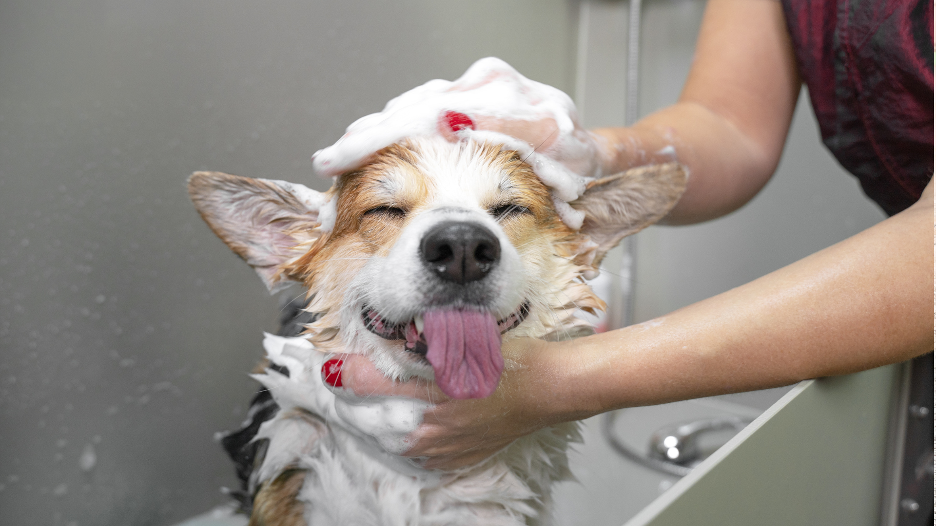 Grooming de mascotas a domicilio en Santiago