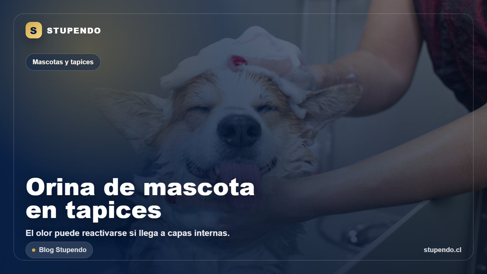 Manchas de orina de mascota en tapices