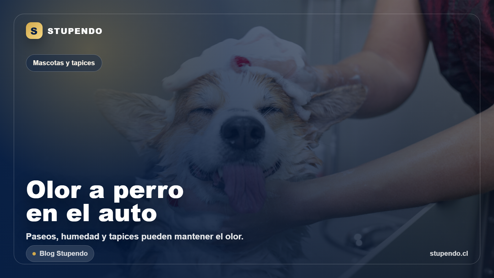C&oacute;mo reducir olor a perro en el auto