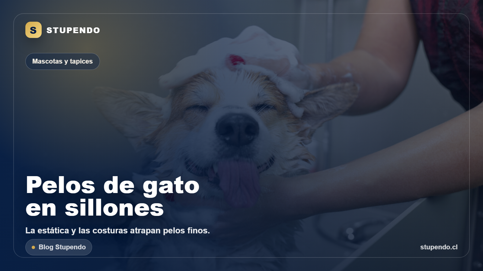 Sillon con pelos de gato: c&oacute;mo mantenerlo