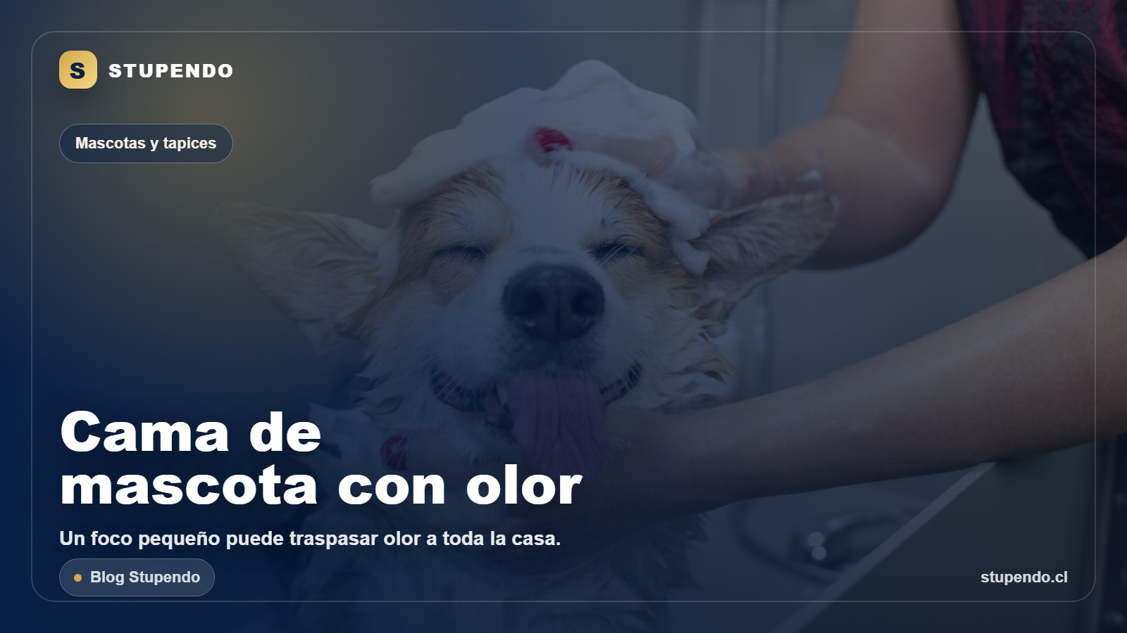 Cama de mascota: cuando limpiarla